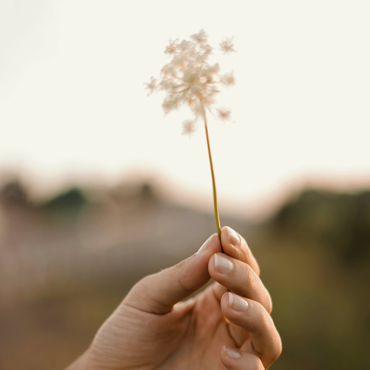 Dandilion - donate page