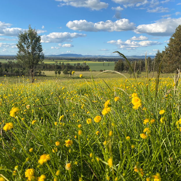 Canola Field
